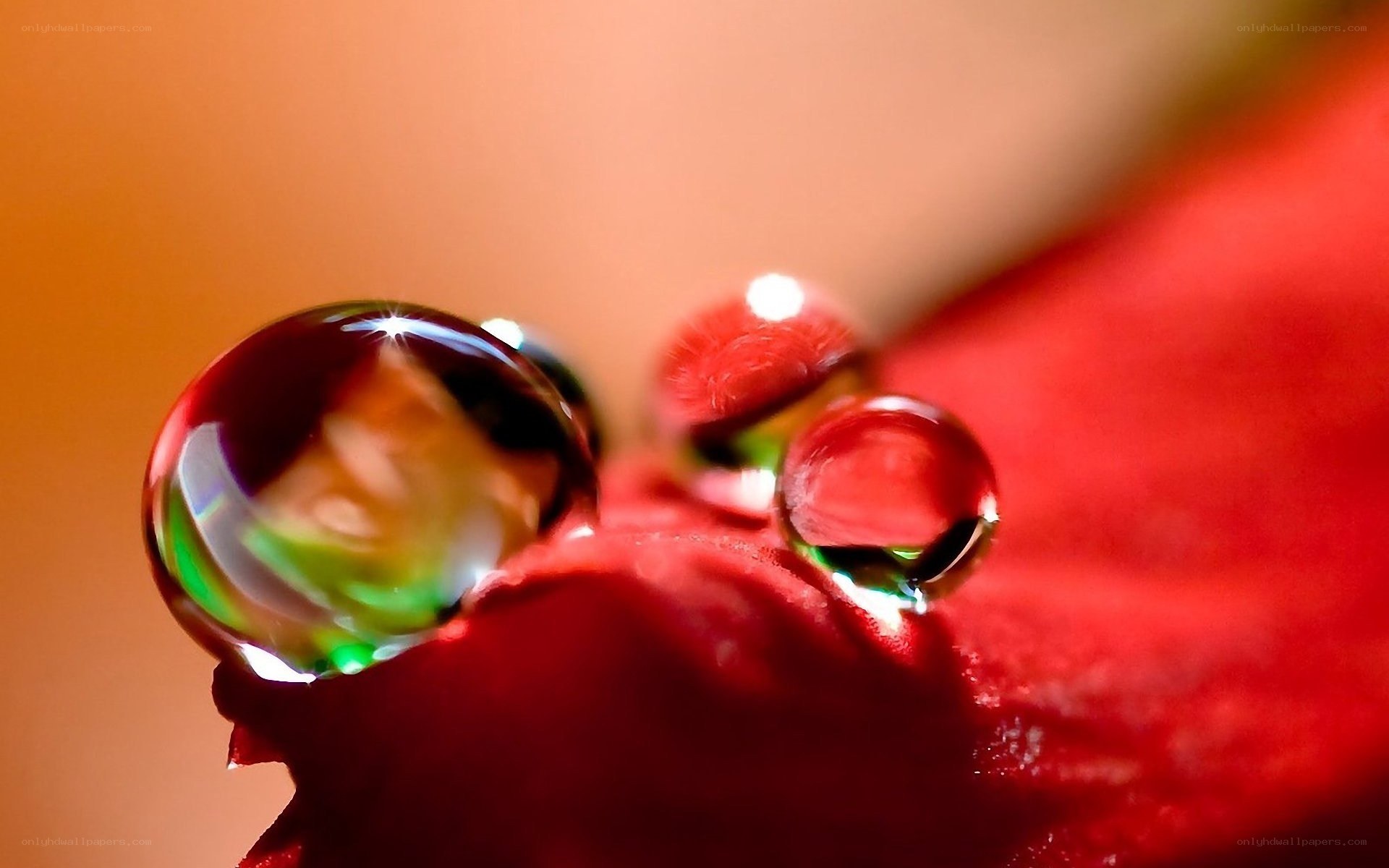 Water droplets on a red flower
