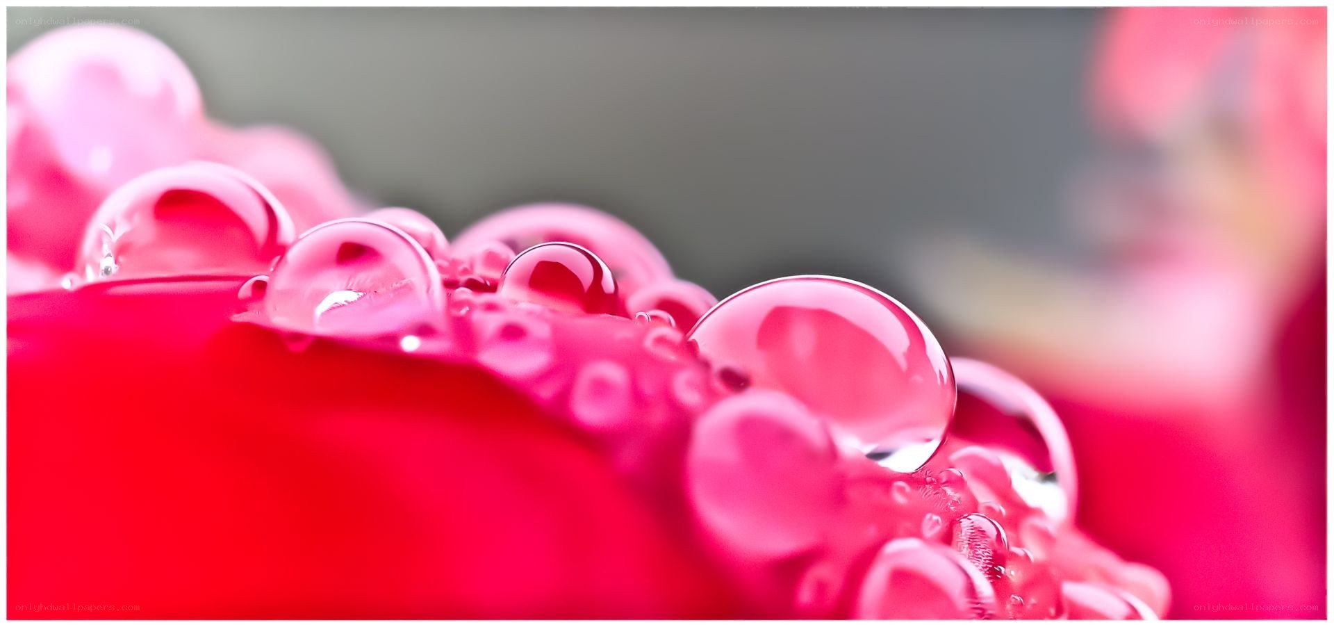 Water droplets on a red flower