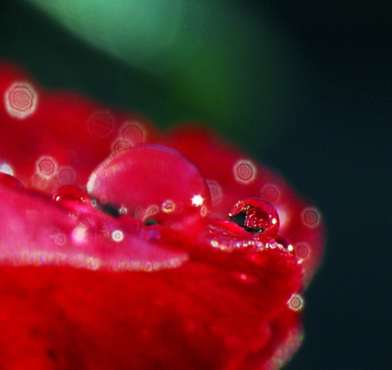 Water droplets on a red flower