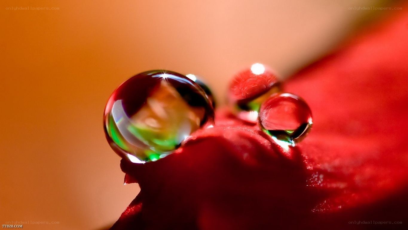 Water droplets on a red flower