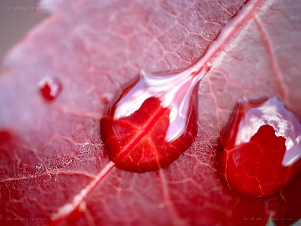 Water droplets on a red leaf