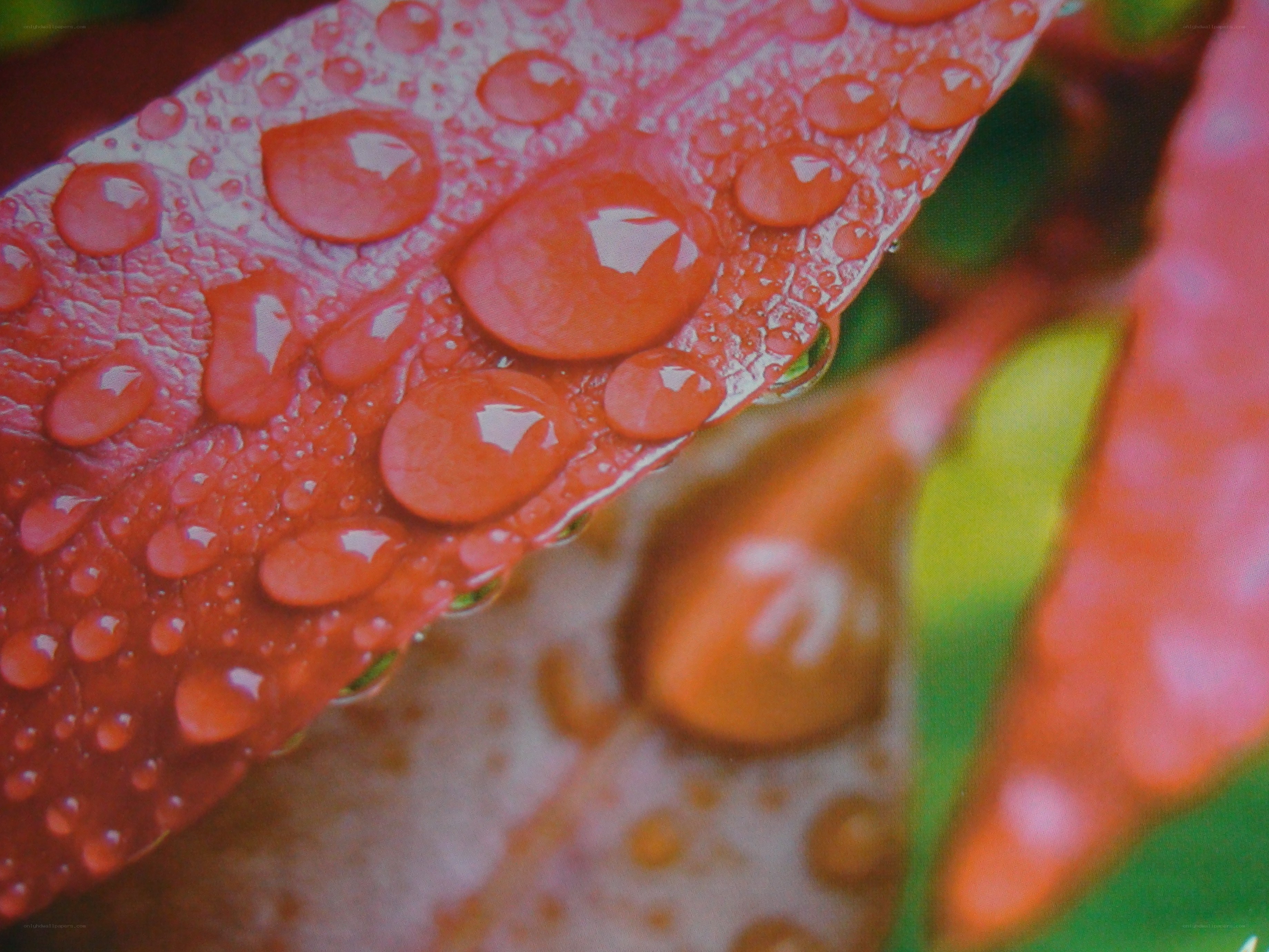 Water droplets on a red leaf