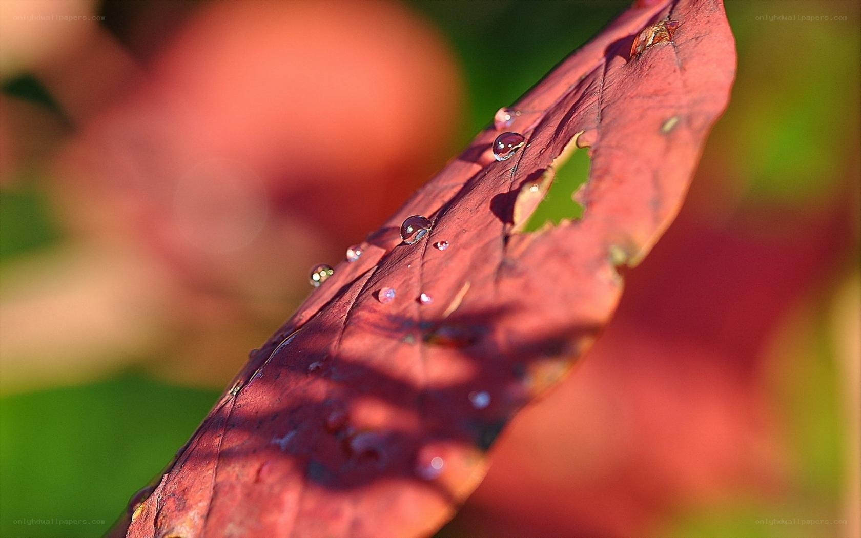 Water droplets on a red leaf