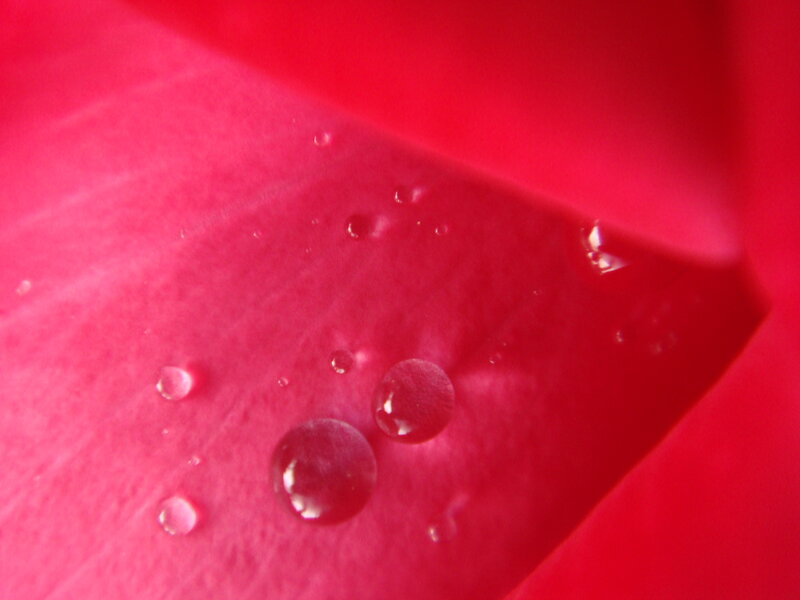 Water droplets on a red petal