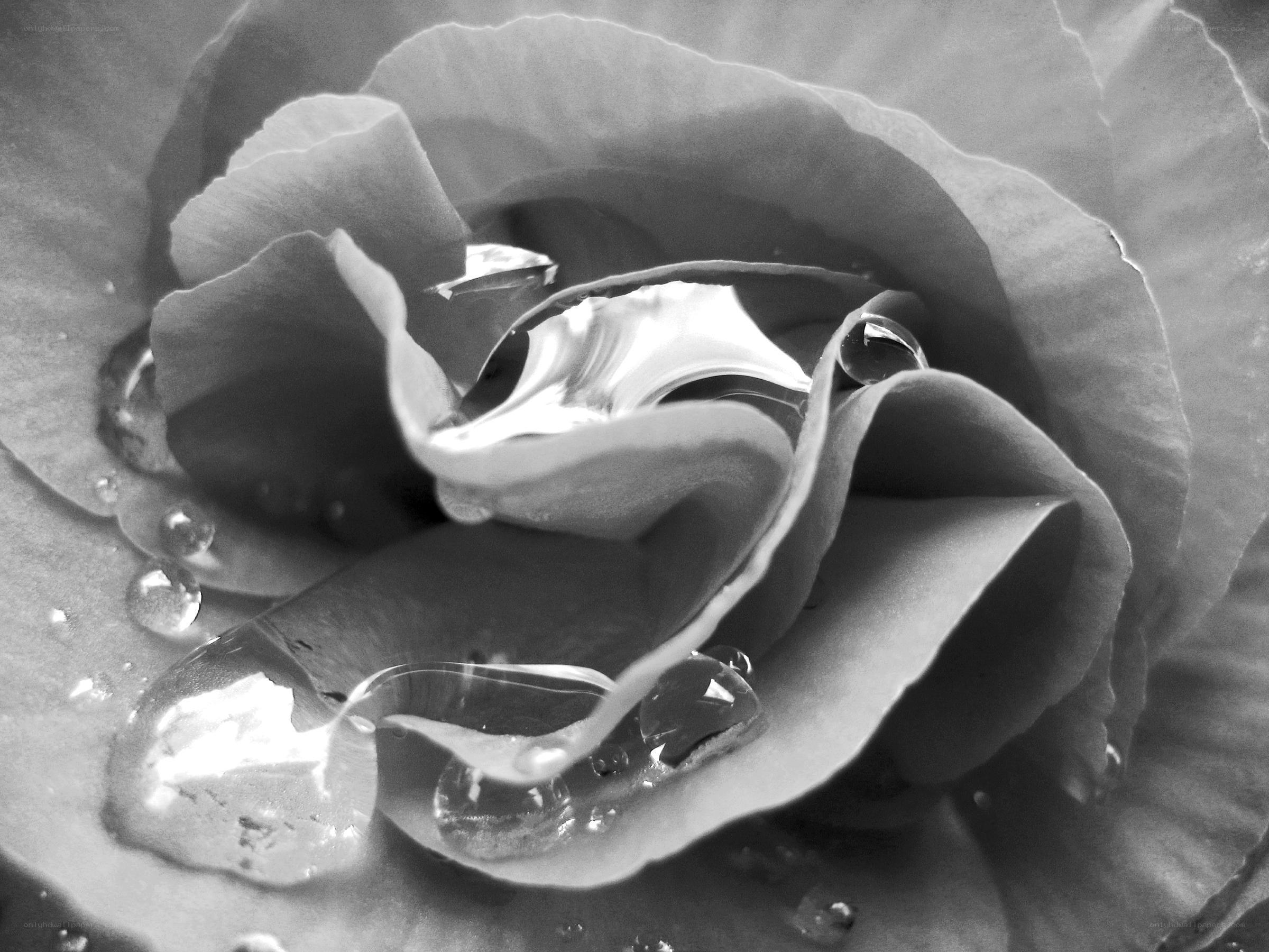 Water droplets on a rose
