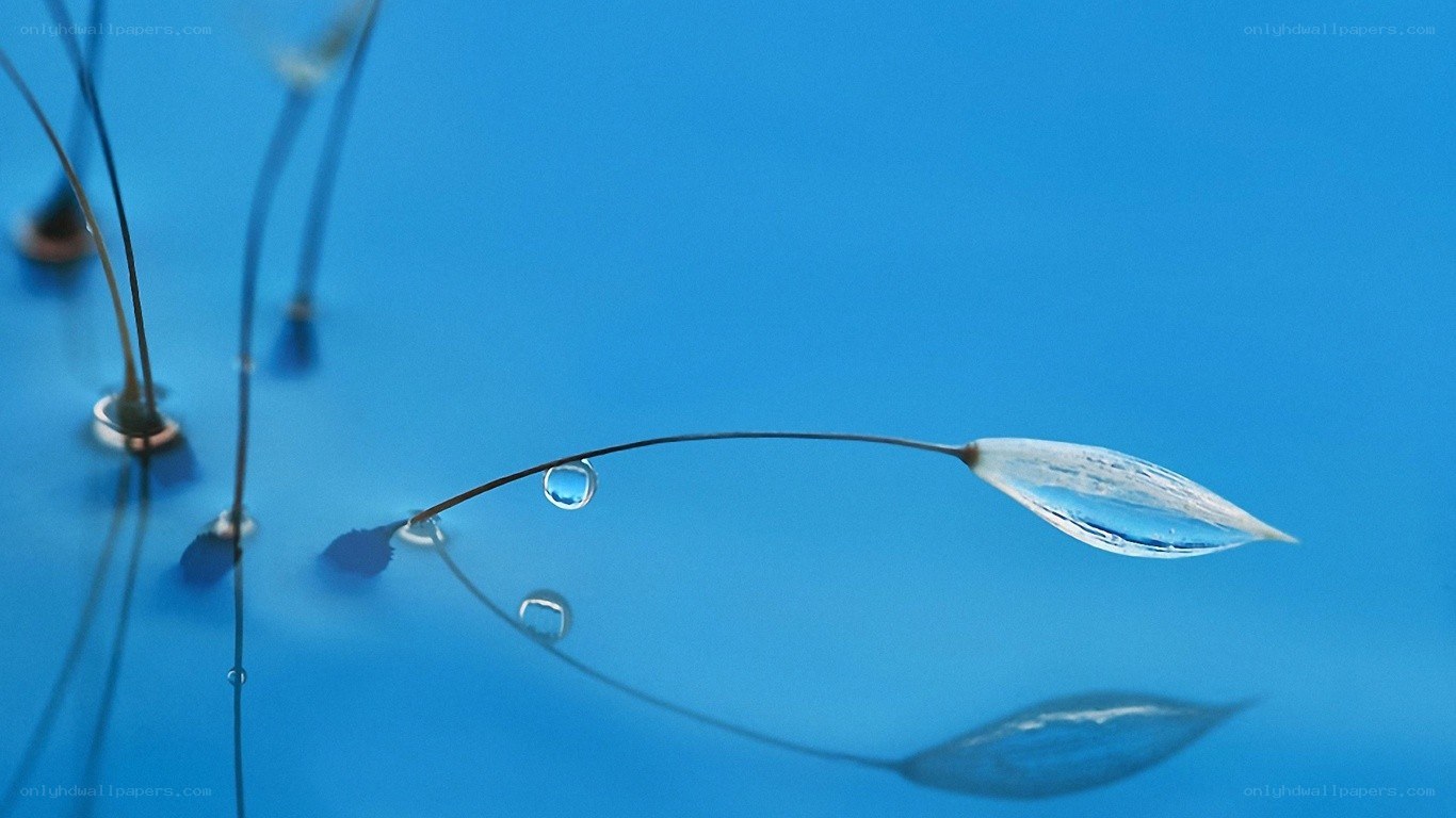 Water droplets on a seed pod