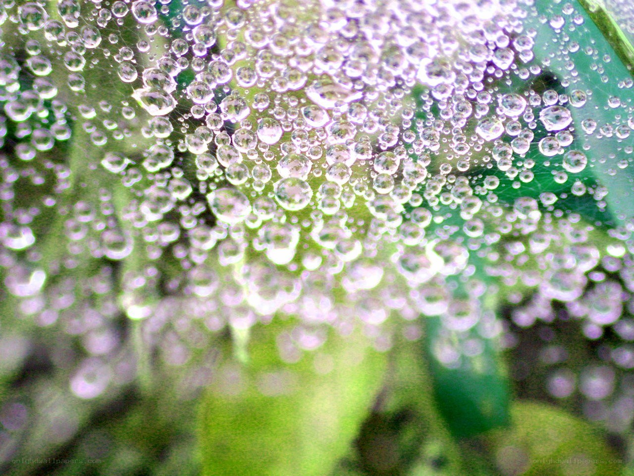 Water droplets on a spider web