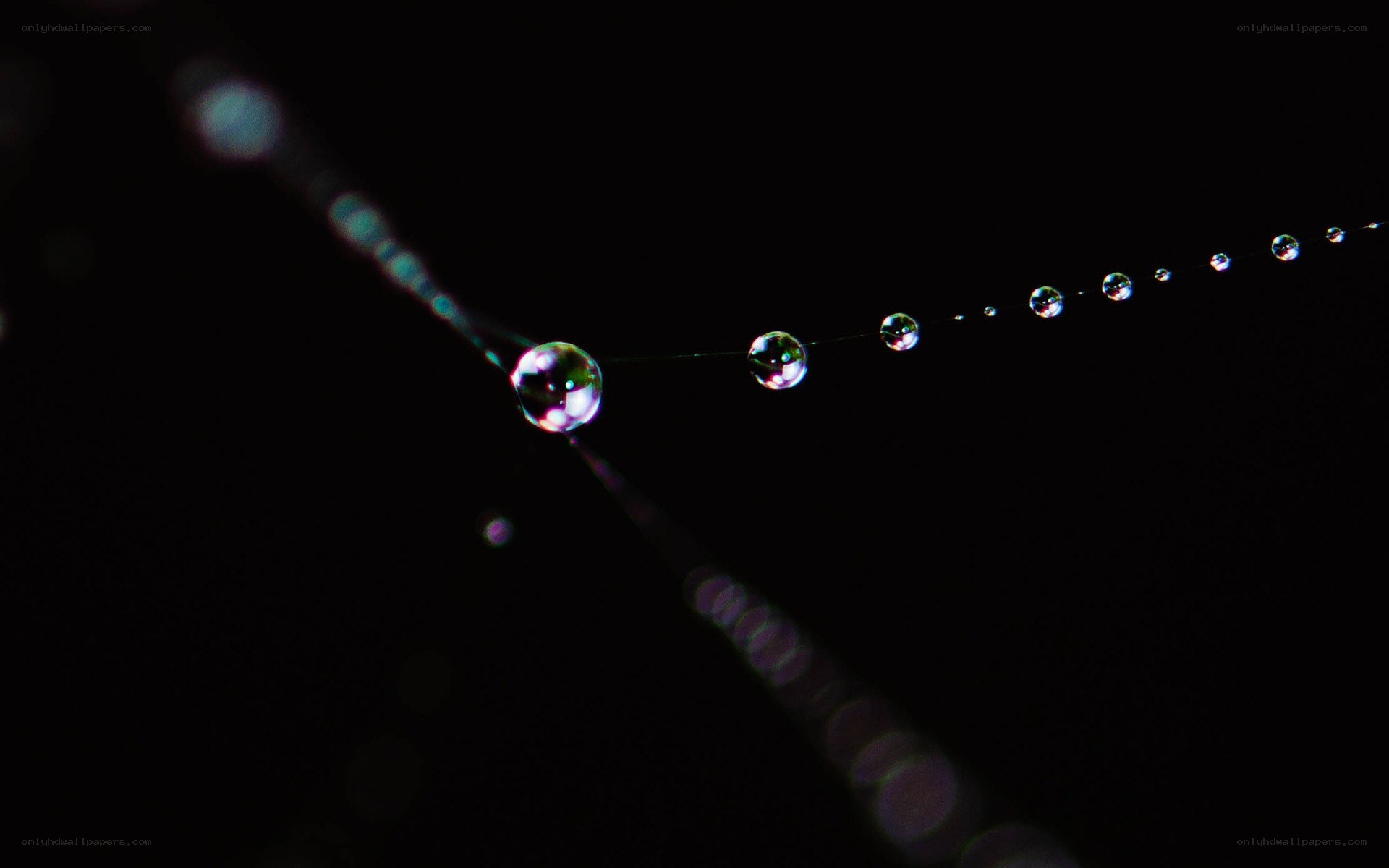 Water droplets on a spider web