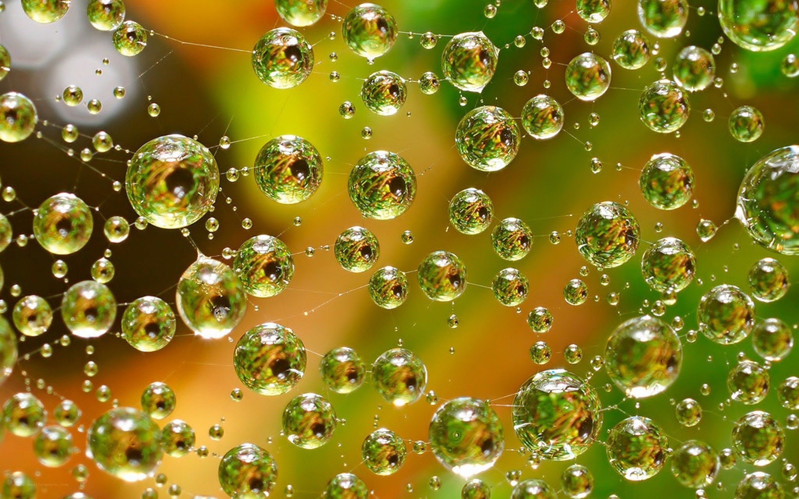 Water droplets on a spider web