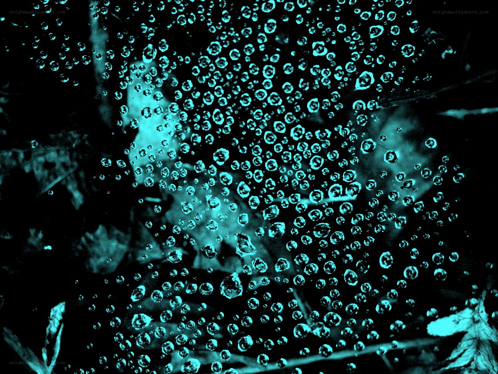 Water droplets on a spider web