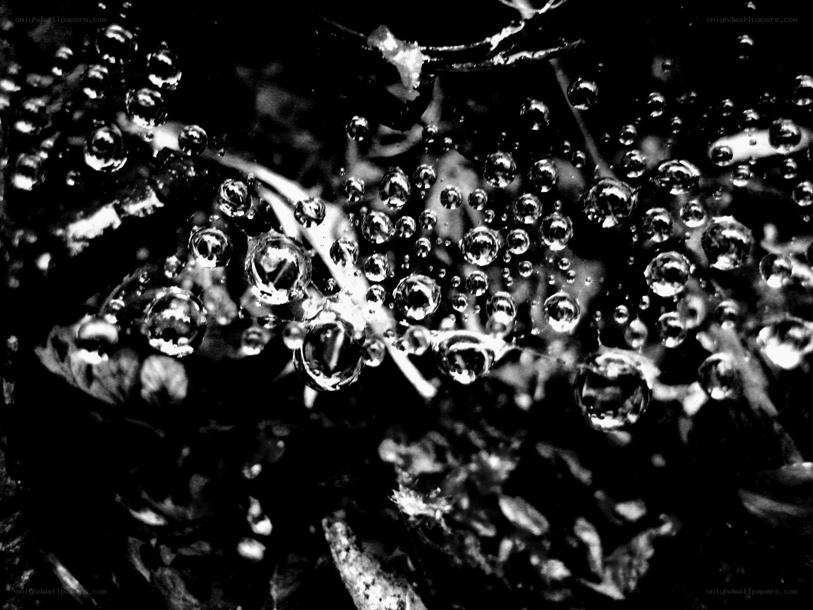 Water droplets on a spider web