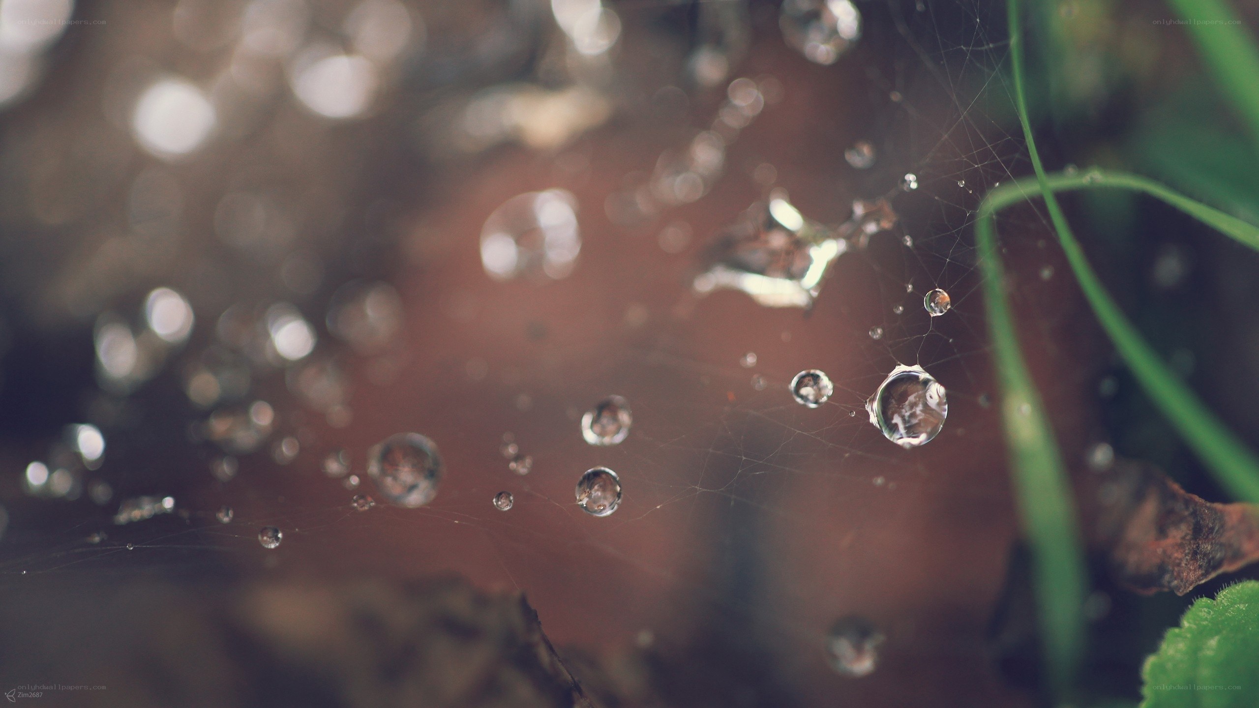 Water droplets on a spider web