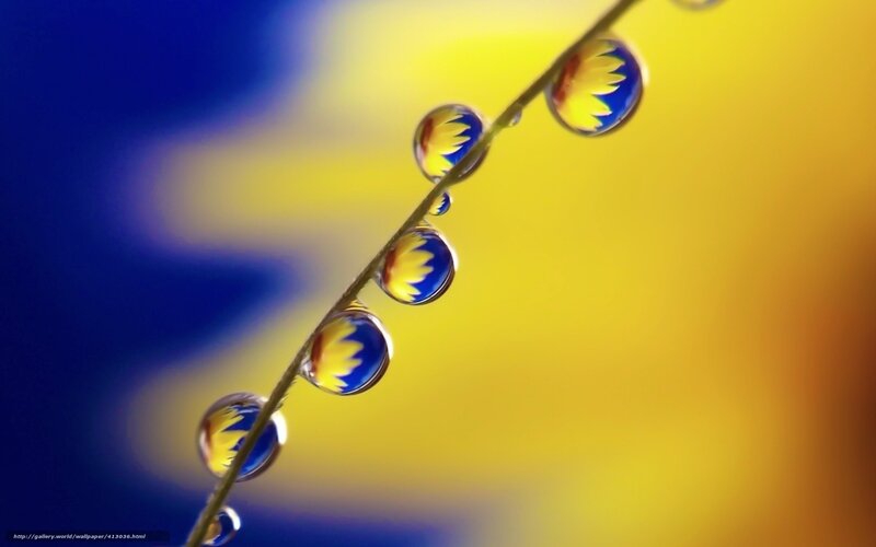 Water Droplets on a Stem — Blue