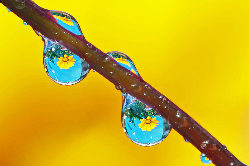 Water Droplets on a Stem — Yellow