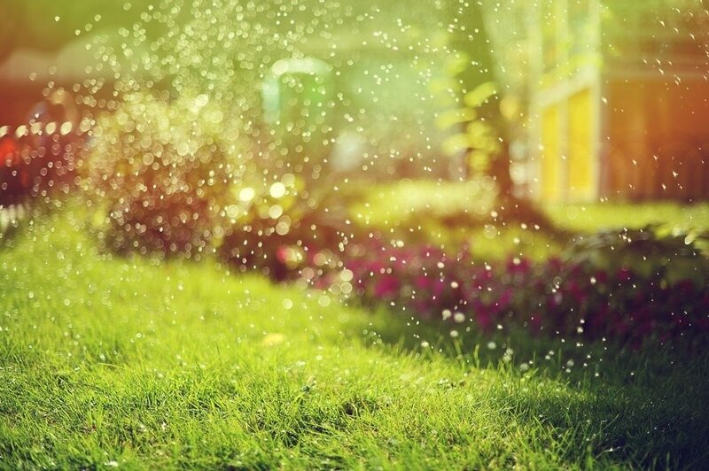 Water droplets on a sunny lawn