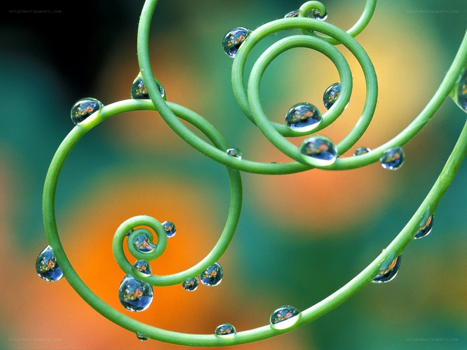 Water droplets on a vine spiral
