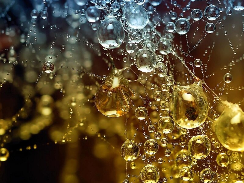 Water droplets on a web