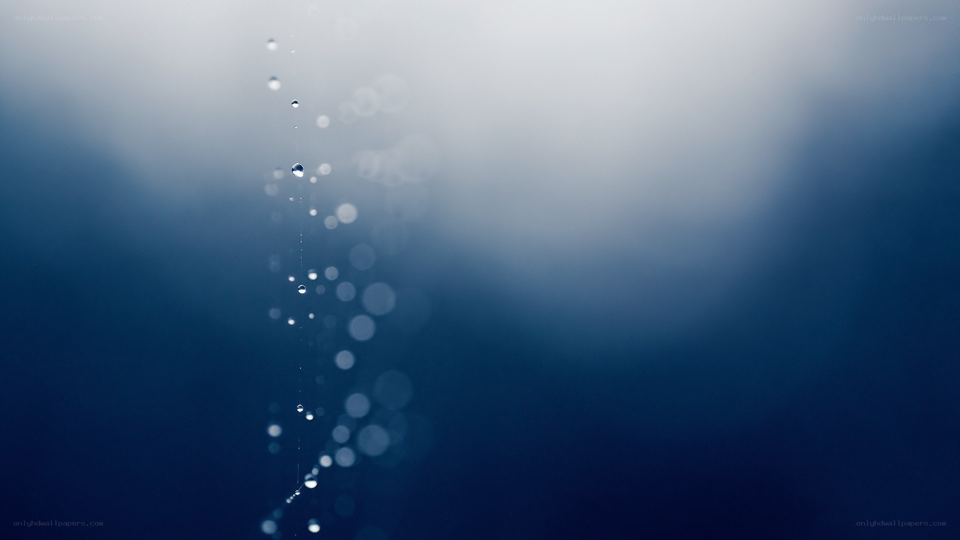 Water droplets on a web
