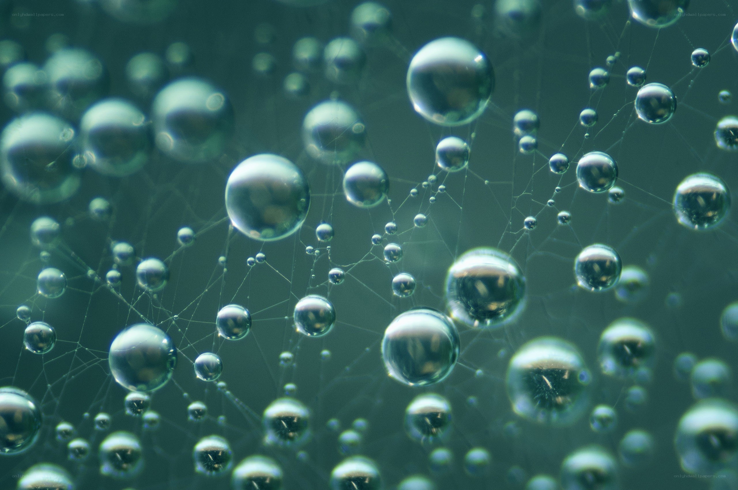 Water droplets on a web