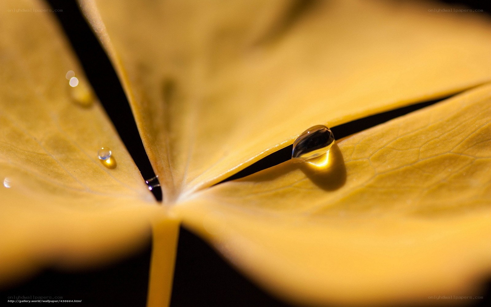 Water droplets on a yellow leaf