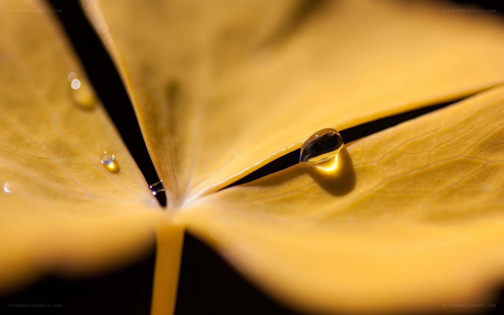 Water droplets on a yellow leaf