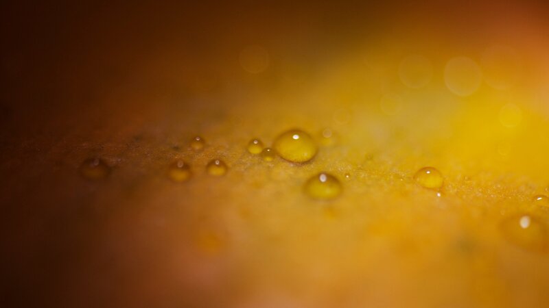 Water droplets on a yellow surface