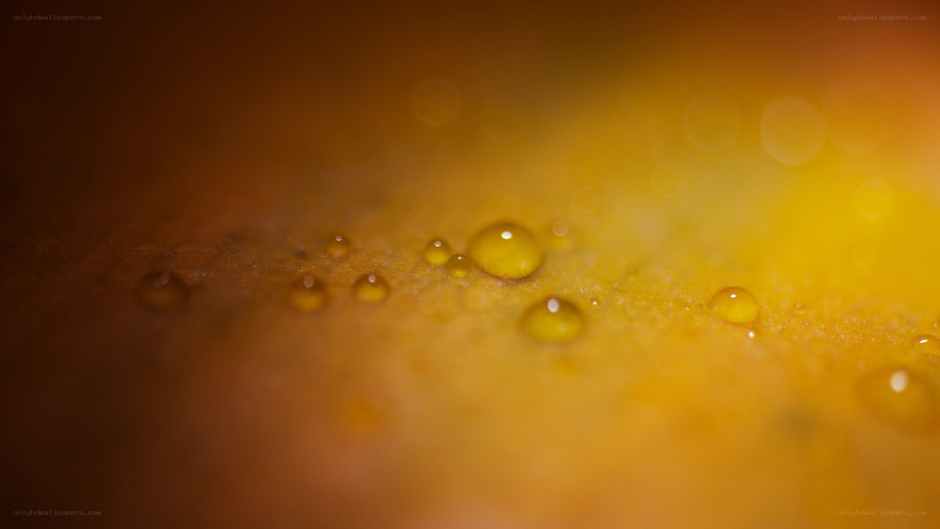 Water droplets on a yellow surface