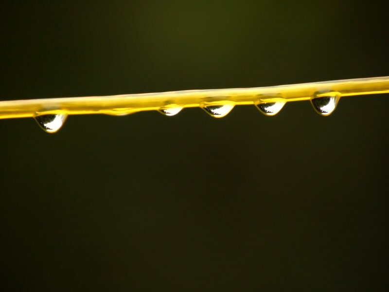 Water droplets on a yellow wire