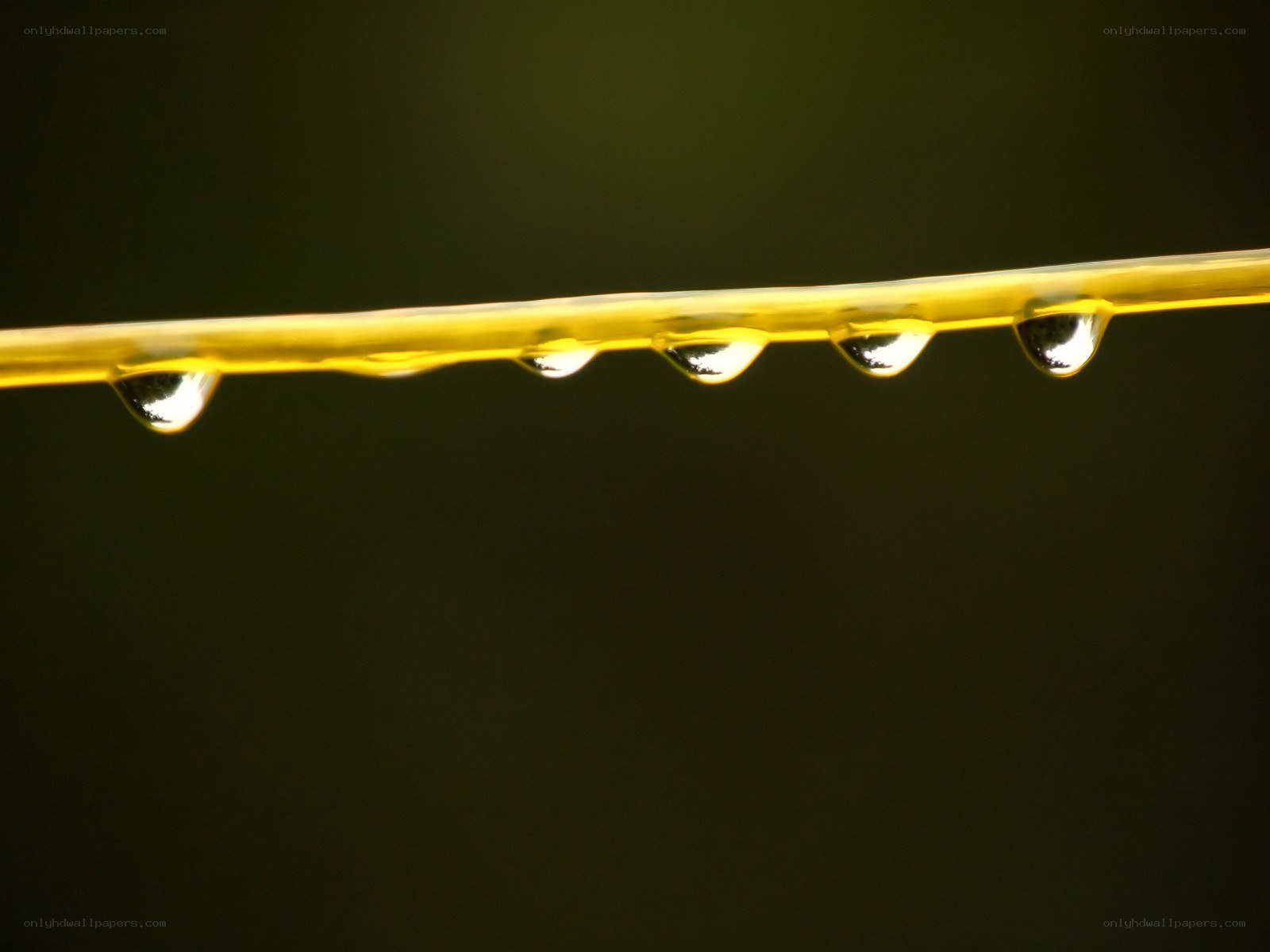 Water droplets on a yellow wire