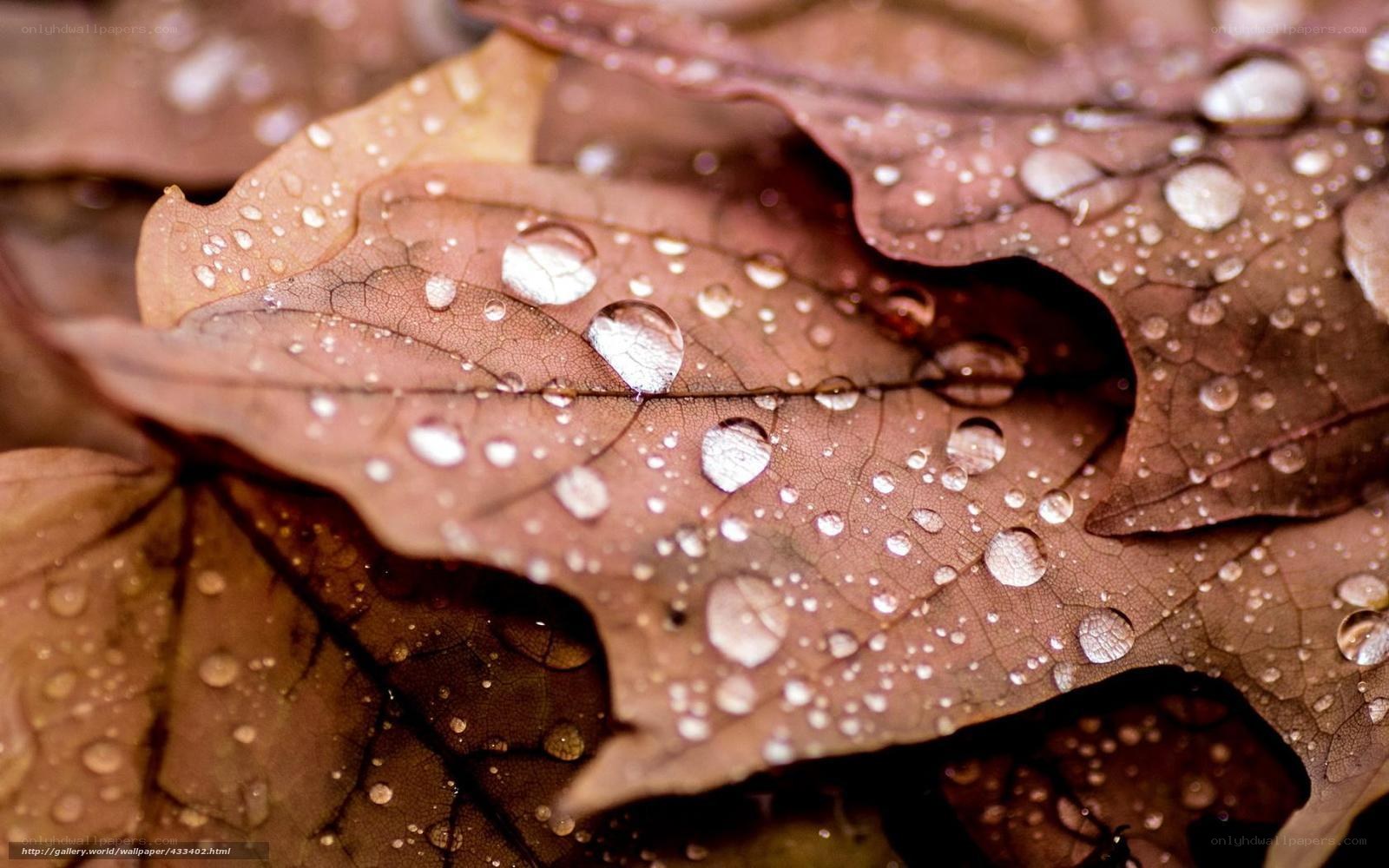 Water droplets on autumn leaves