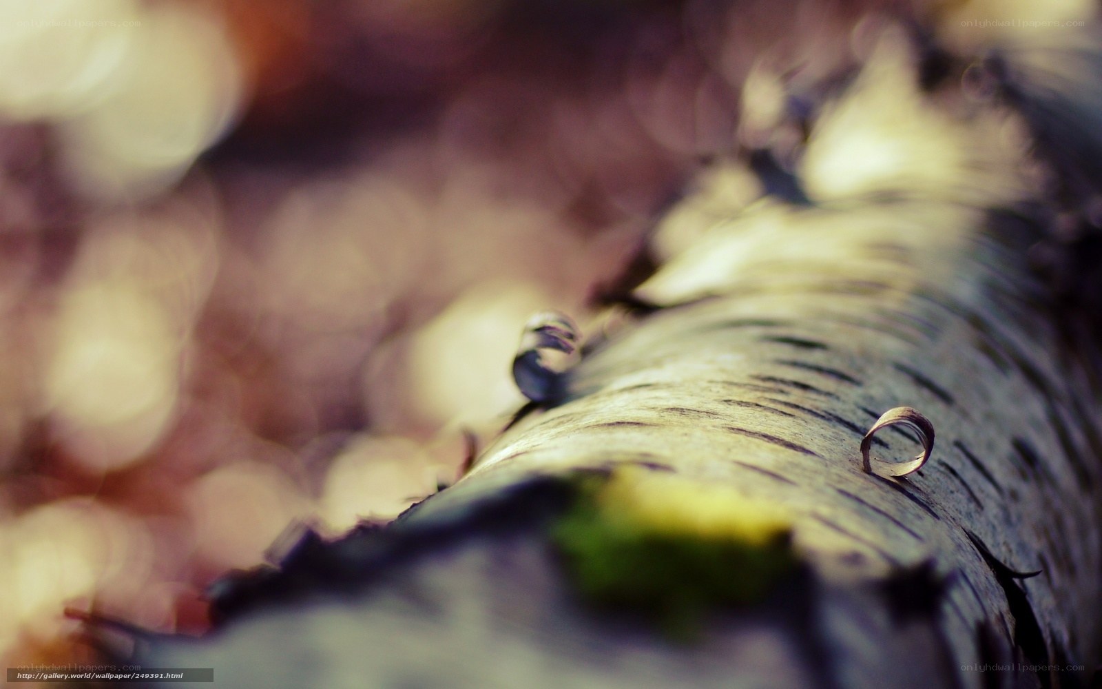 Water droplets on birch bark