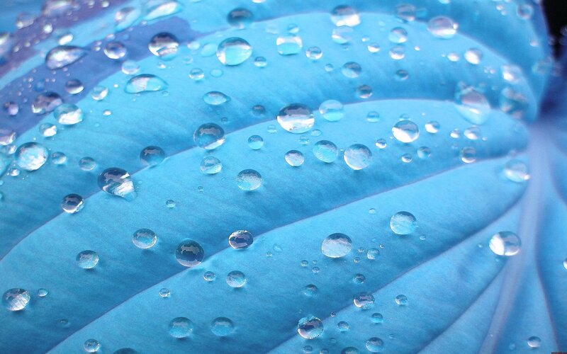 Water droplets on blue leaf