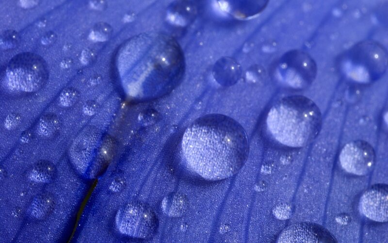 Water droplets on blue leaf