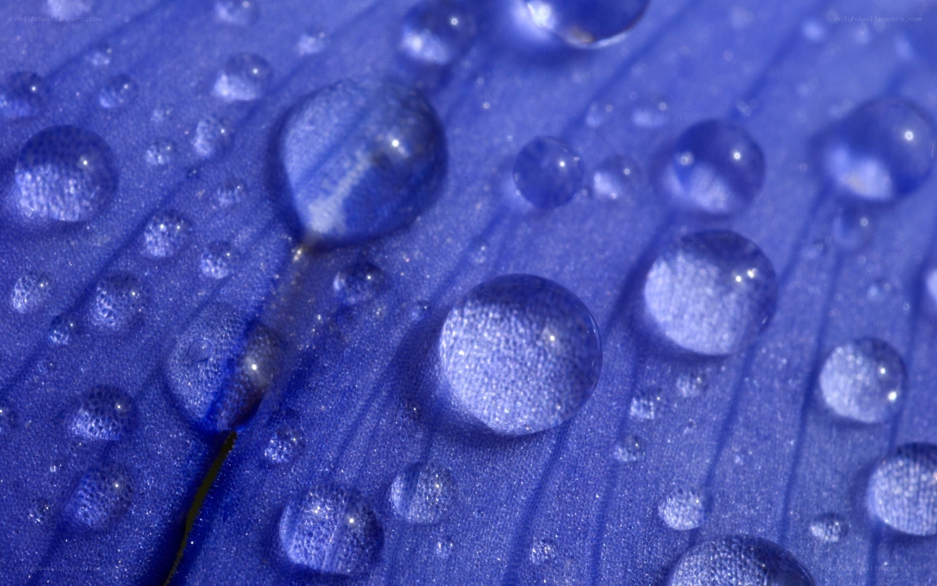 Water droplets on blue leaf