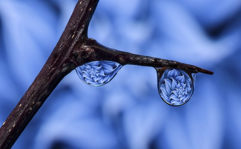 Water Droplets on Branch — Blue