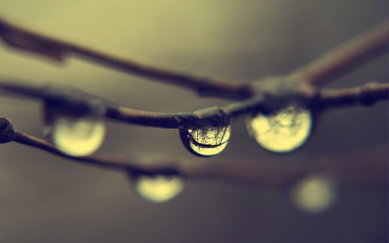 Water Droplets on Branch — Brown, Calm