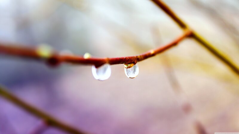 Water Droplets on Branch — Brown