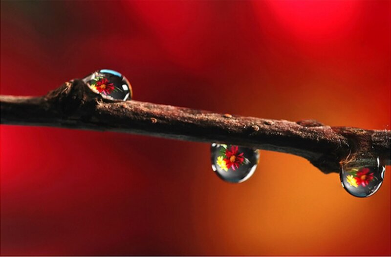 Water Droplets on Branch — Red