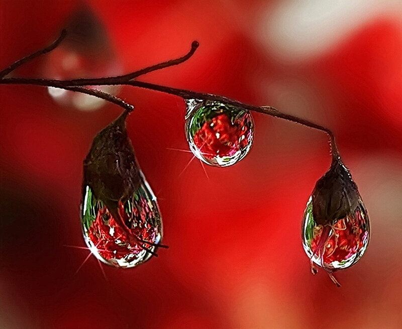 Water Droplets on Branch