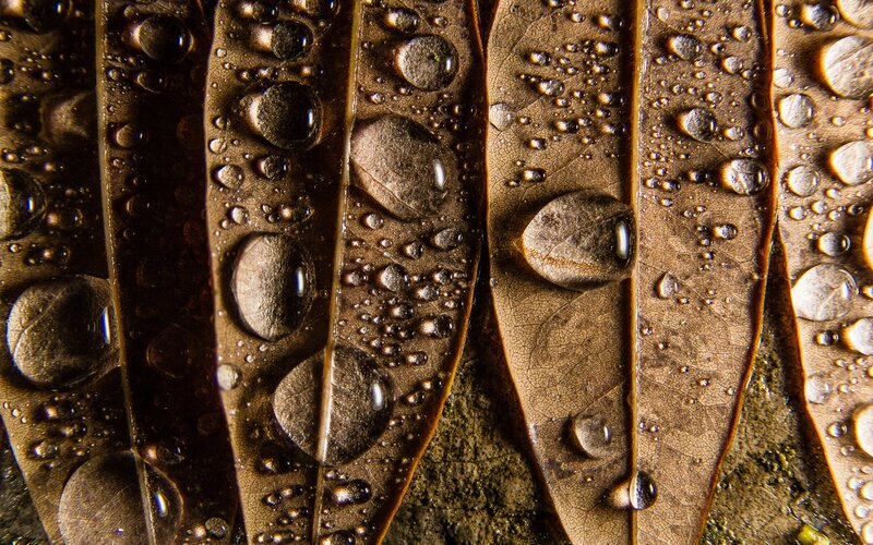 Water droplets on brown leaves