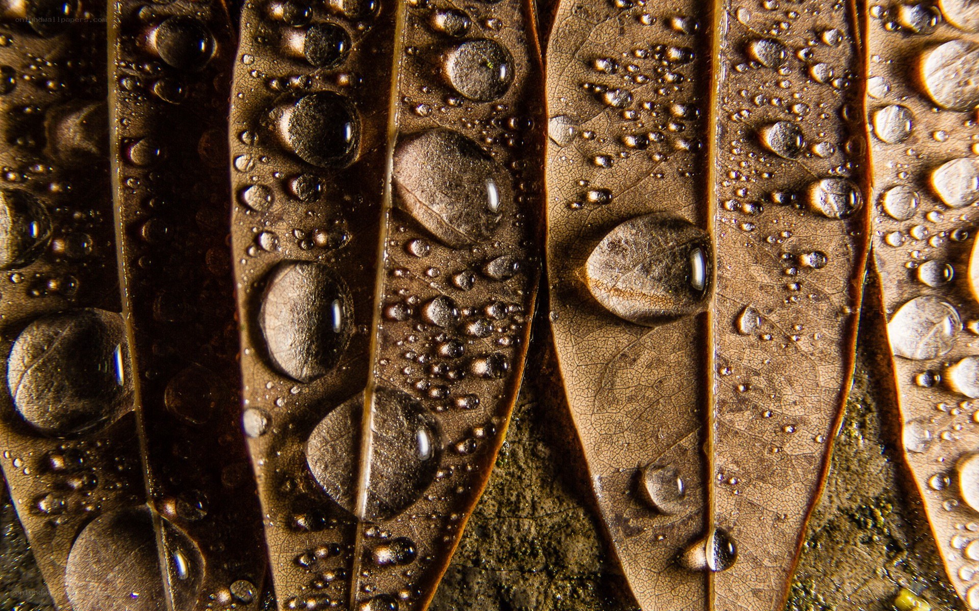 Water droplets on brown leaves