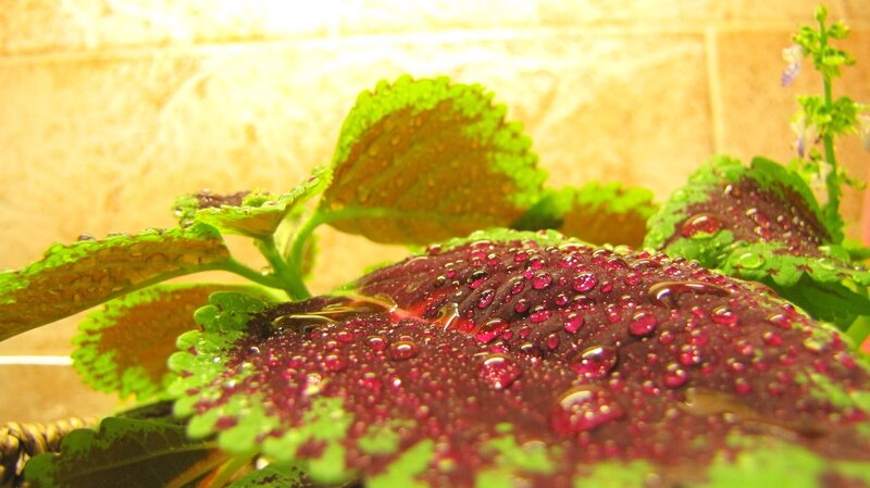 Water droplets on colorful leaves