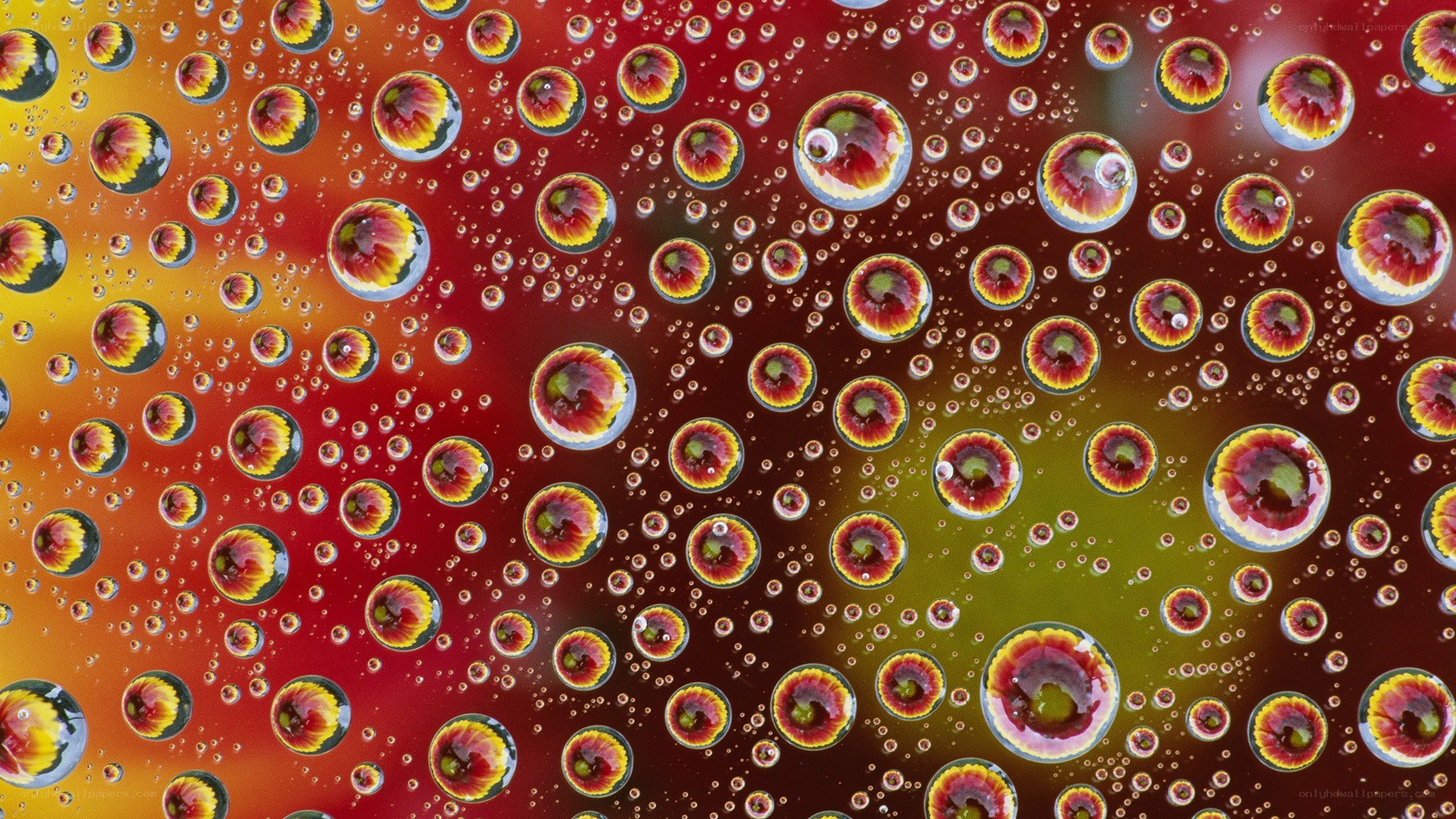 Water droplets on colorful surface