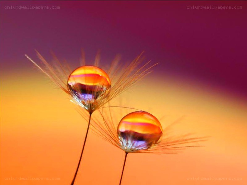 Water droplets on dandelion seeds