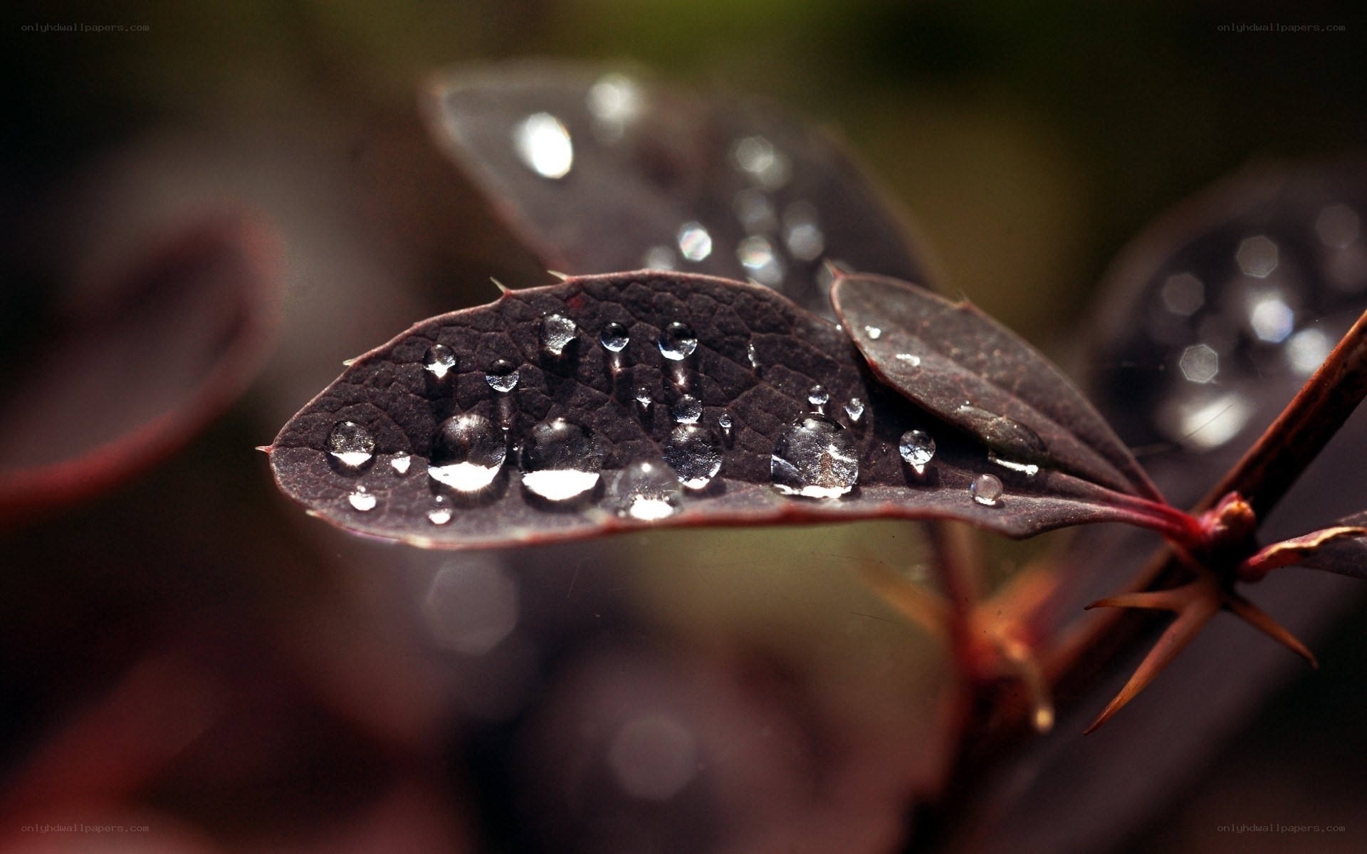 Water droplets on dark leaf