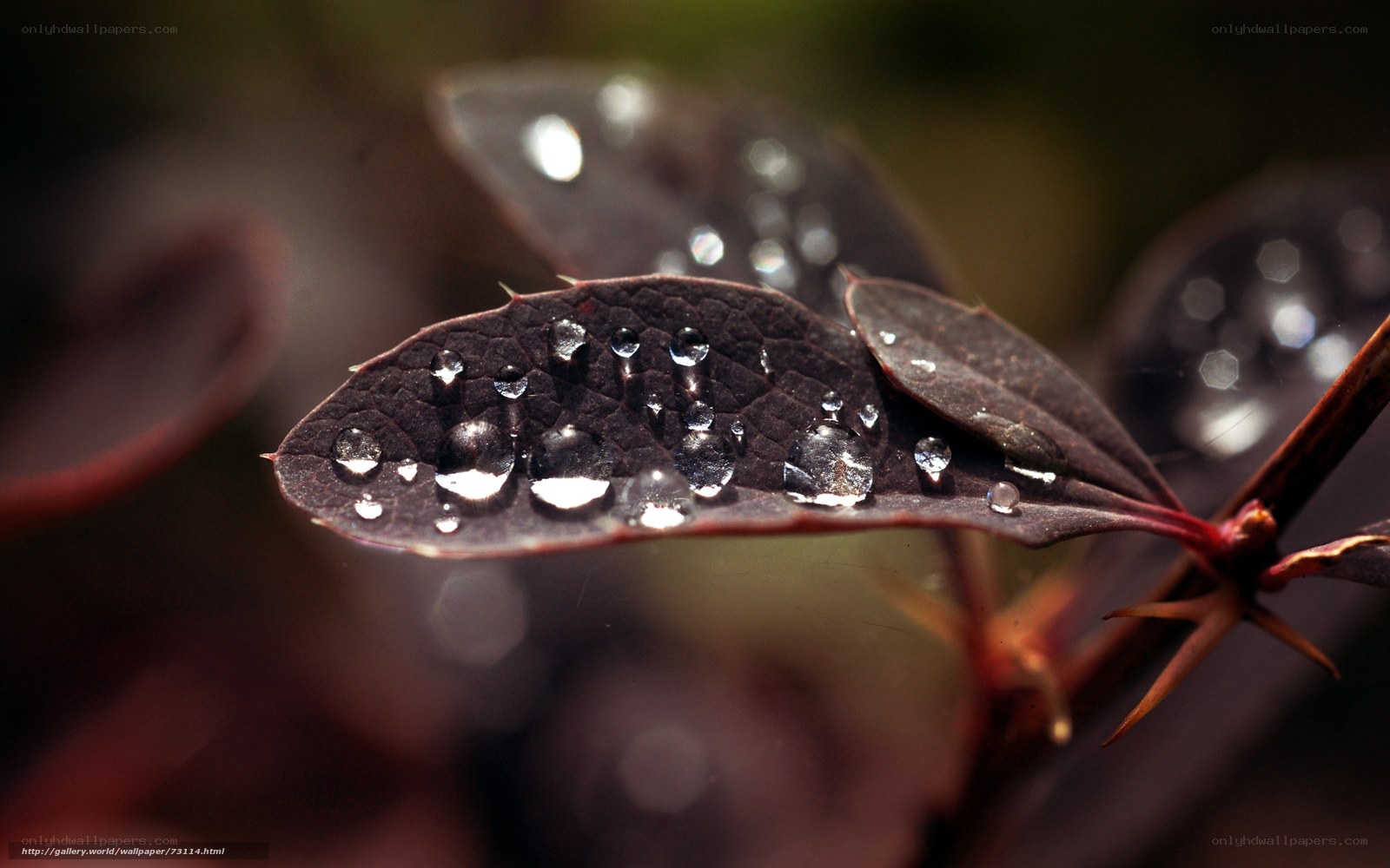 Water droplets on dark leaf