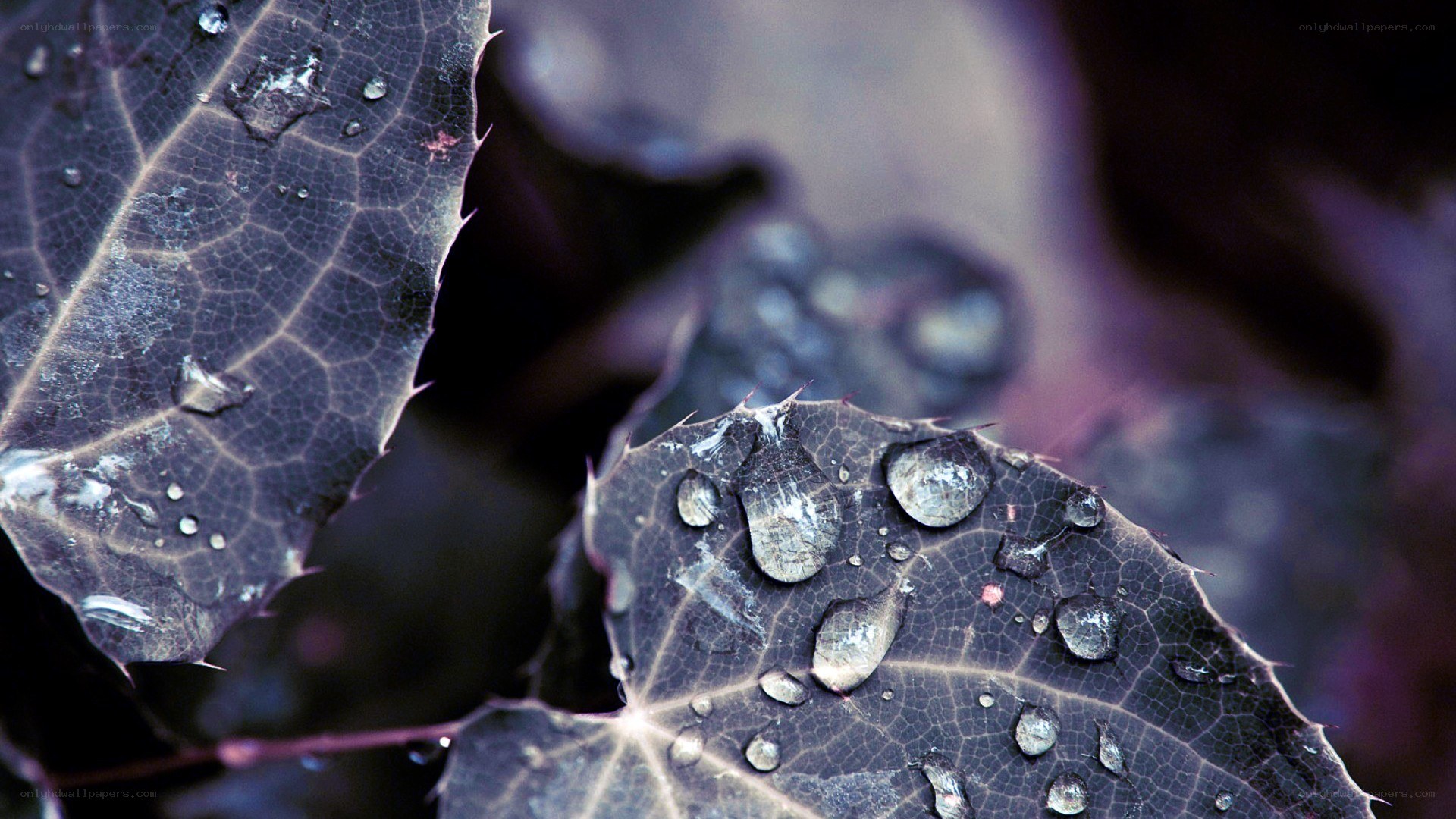 Water droplets on dark leaves