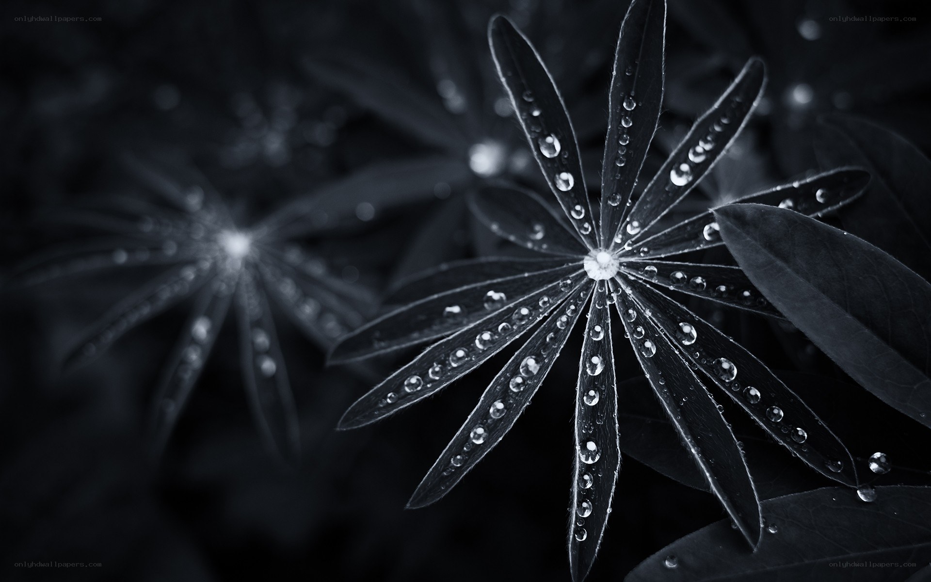 Water droplets on dark leaves