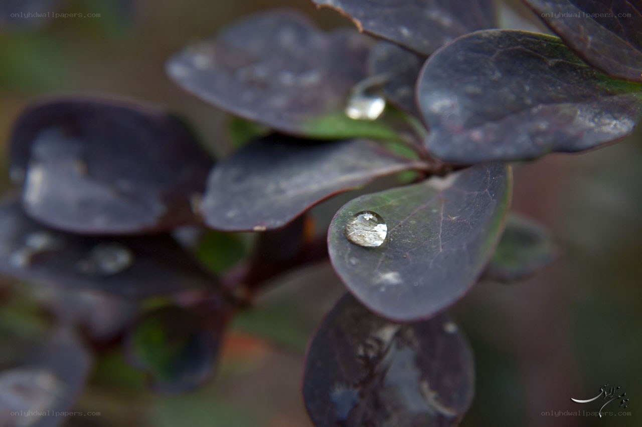 Water droplets on dark leaves