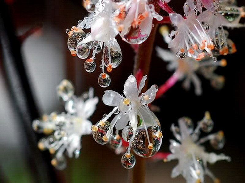 Water droplets on delicate flowers